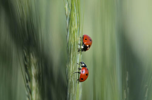 A pair of ladybugs