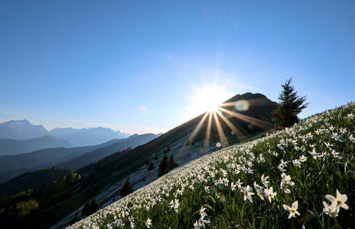 Sunset on Golica, a mountain of dafodills