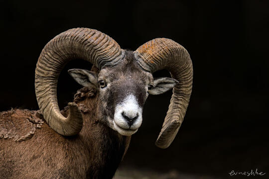 Portrait of a ram (a photograph).