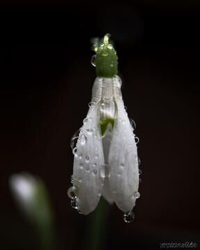 A snowdrop flower with morning dew (a photograph).
