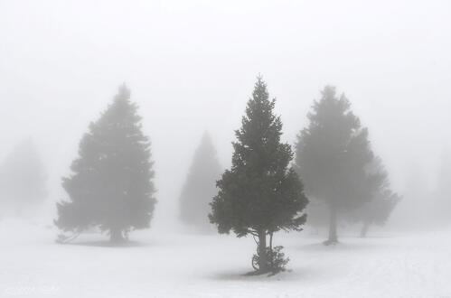 Foggy snowy spruces (a photograph).